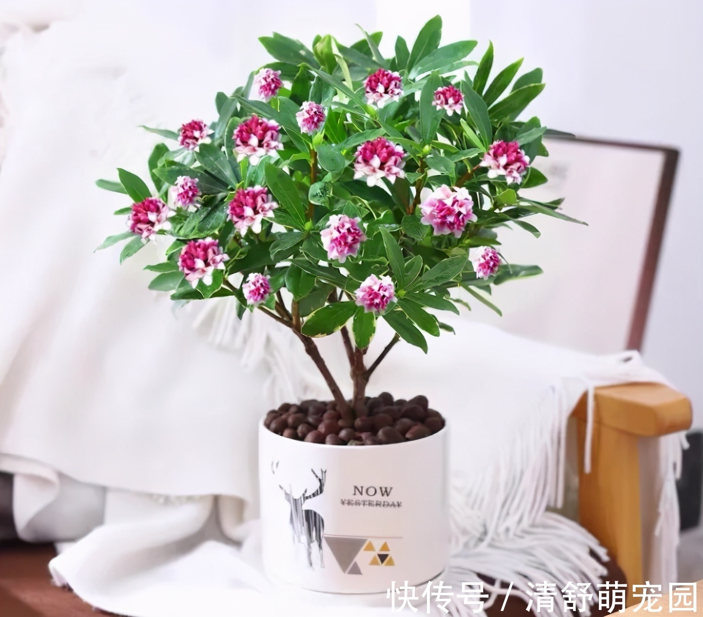 建议每位养花人:无论住在哪里,卧室都要养4种花,养人养心