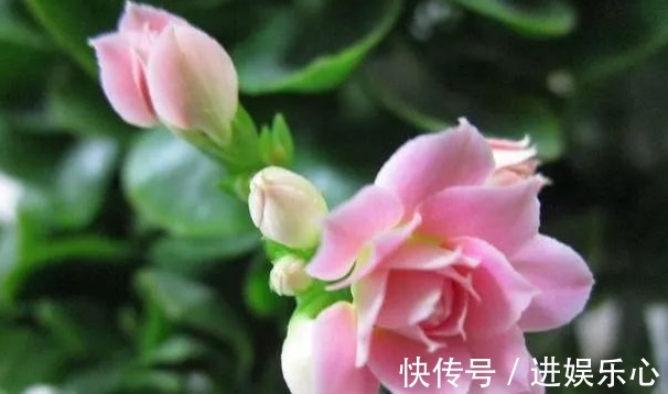 三角梅|细数花期超长的六种花卉，养护好就比“往年”开花多得多，美醉了