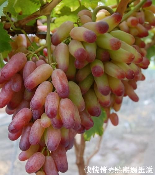 维生素b1|菜市场常见的3种菜，每天吃一些，补钙补血，好吃又便宜！