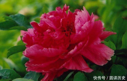 适合新手养的4种花,花量巨大,气味芬芳,全年都开花