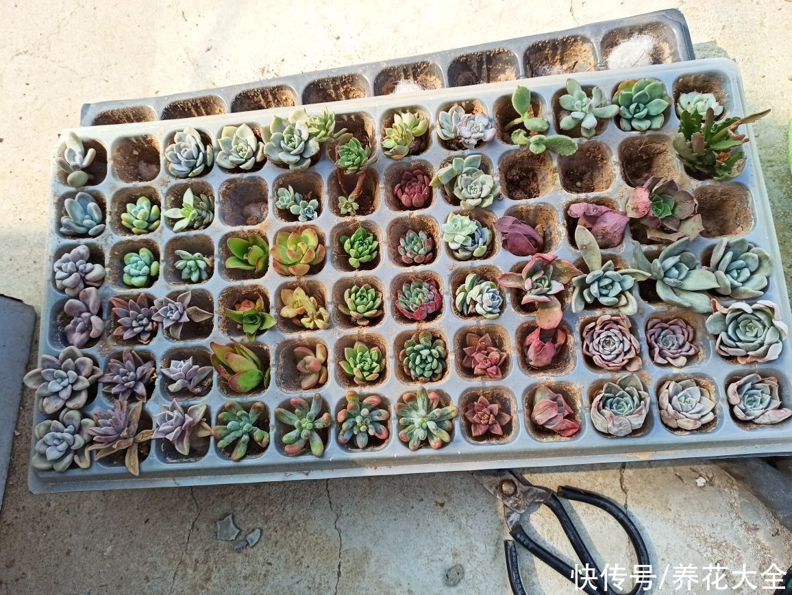 神器|养花需要的5件神器，别看它们小，用处是真不少