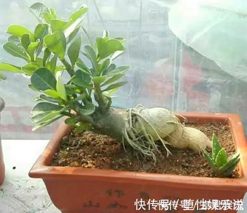 蟹爪兰|养这三种花,盆越小,开的花越多,放大盆还容易死