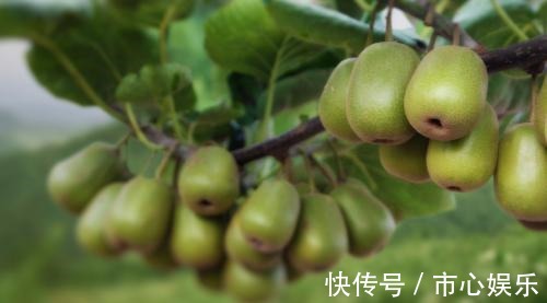 胆固醇含量|医生常吃5种食物的人,很难得高血脂,可是多数人都不爱吃