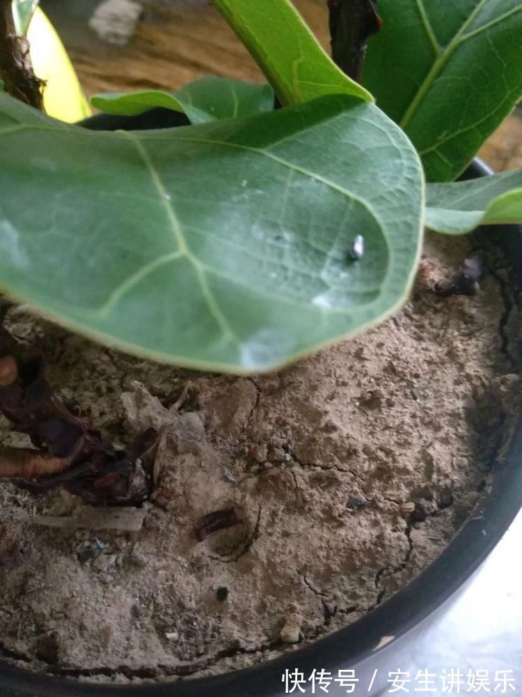 有机质|养花的土太结实？1个小窍门，土壤松软如发糕，透气不烂根！