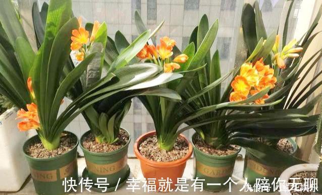 冠幅|养花的秘密小盆养好花,大盆养死花,知道为什么吗