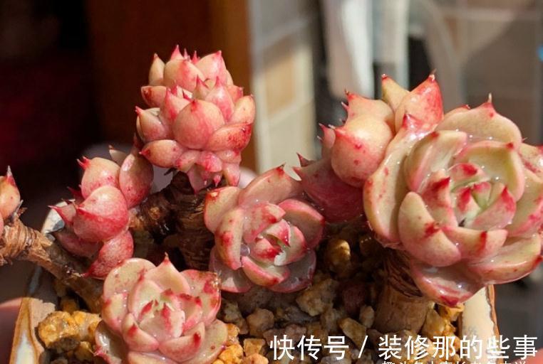 没有颗粒的多肉土易板结，而盆土板结又会对多肉造成3种不利影响