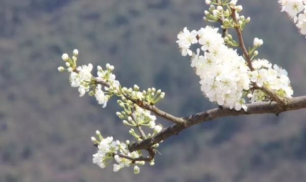 薰衣草|又是一年赏花季！乱花渐欲迷人眼，教你分清谁是谁