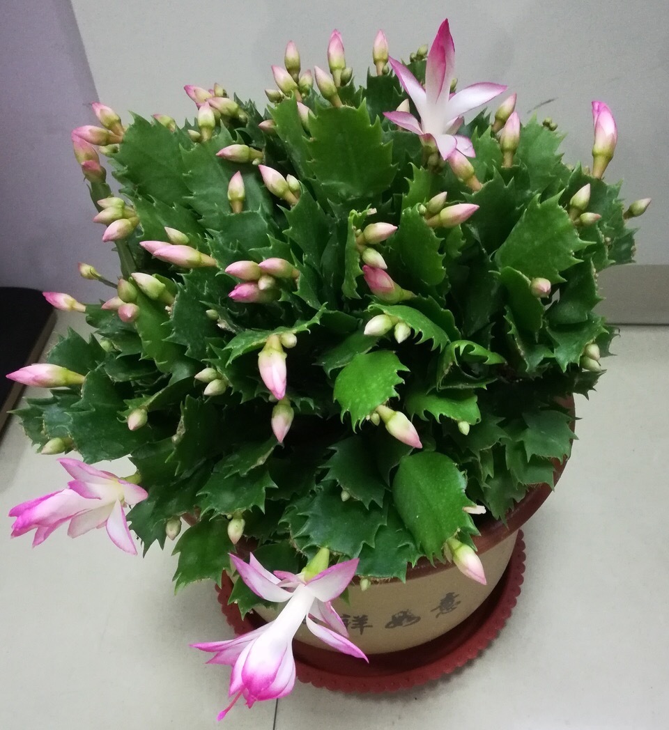 病虫害|夏天养蟹爪兰，“3点”做不好，黄叶、耷拉、介壳虫，活不到秋天