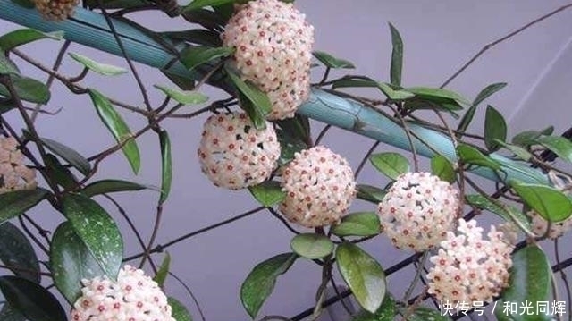 这“3种”花就是欠收拾,剪得越狠,开花越勤,越容易开爆