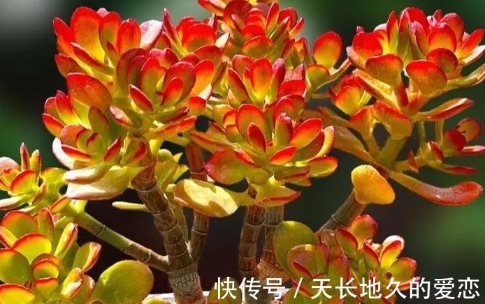 多肉达摩宝珠常被拿来跟玉树作比较,新手也能养成大老桩?