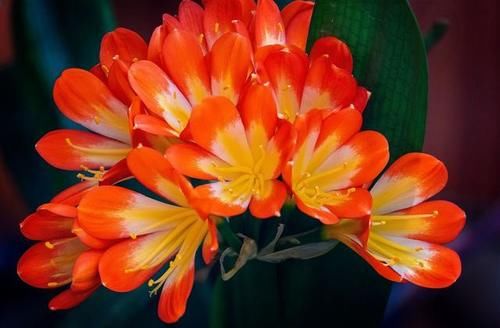 给君子兰浇水时，记住1句话，照着做，不烂根空根，生长还旺盛