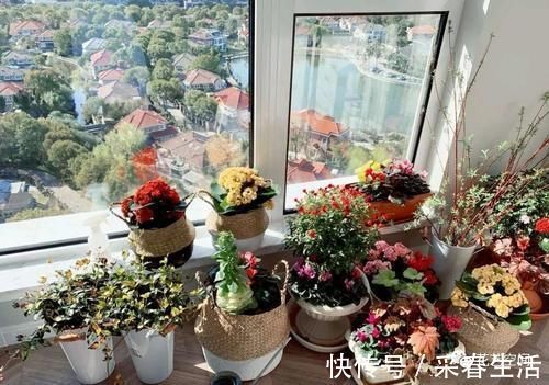 抗冻|这3种花特抗冻,别着急入室,寒风吹一吹,来年生长更旺盛!