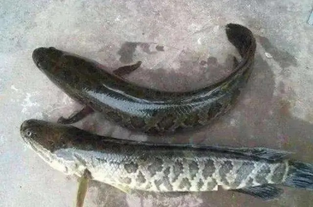 秋天变冷,黑鱼就不吃饵了?按我说的做,黑鱼连杆上!