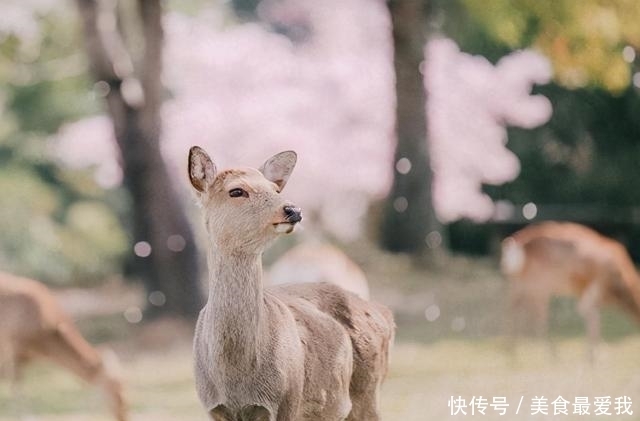 动漫|看日剧或者动漫的日语学习方法