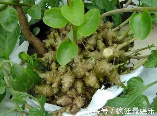 腰间盘突出|农村常见没人要的野草，却是腰间盘突出的“神药”，七天就见效