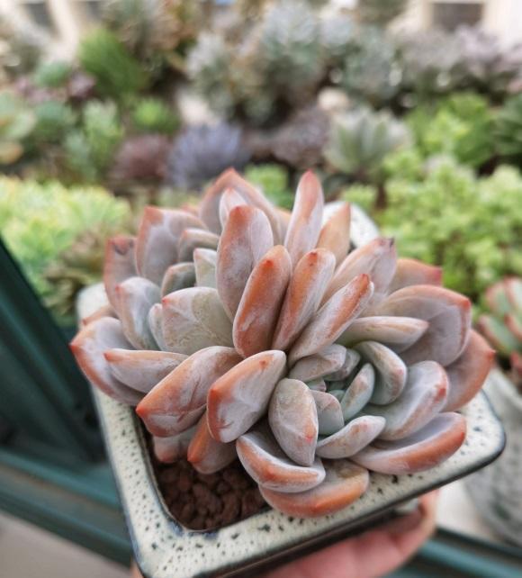 草炭土|最好养的景天科多肉，种到土里不用管，毛细根蹭蹭扎到土里