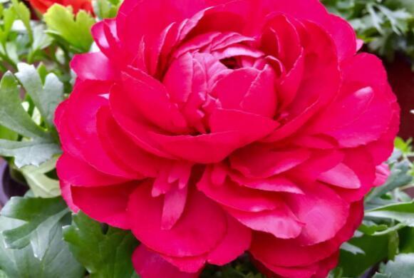 养盆“芹叶牡丹”吧!简单易养易爆盆,花色艳丽,开花120天