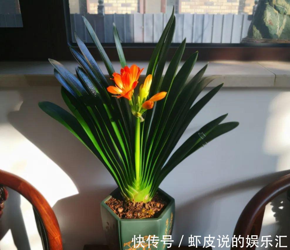 长寿花|7种“懒人花”,漂亮又好养,客厅养一盆,大气吉祥,养人又旺家