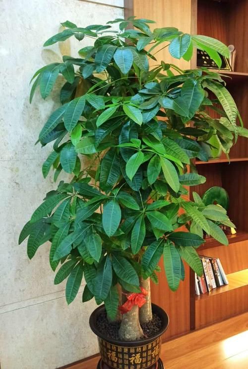 懒人也能养得很好的4种花，少折腾反而长得更旺盛