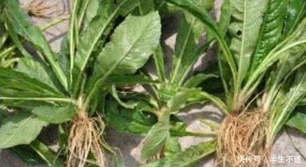 农村最常见的这种野草,煎水熏洗治疗脚气,解毒利尿特有效!