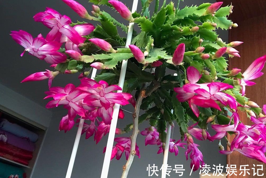 适应能力|天热养蟹爪兰,解锁浇水密码,度夏容易,盆栽照样嗖嗖长新叶