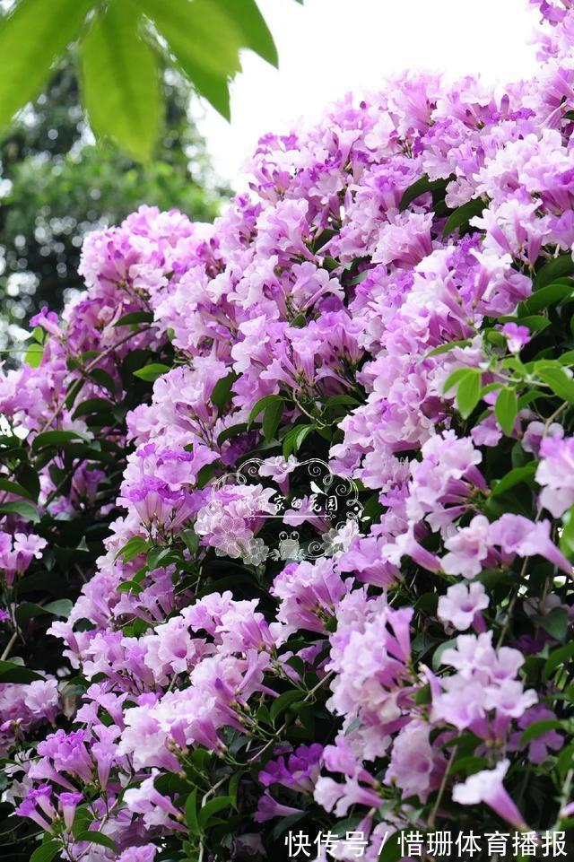 这6种花养好了,家里秒变花海,一年四季有花看!