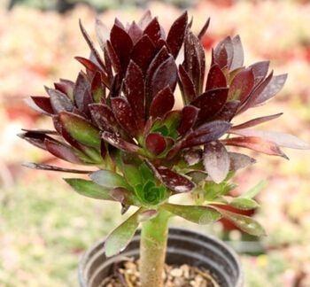 多肉界的“大魔头”黑法师,养护就3点,一年窜了半米高,变老桩