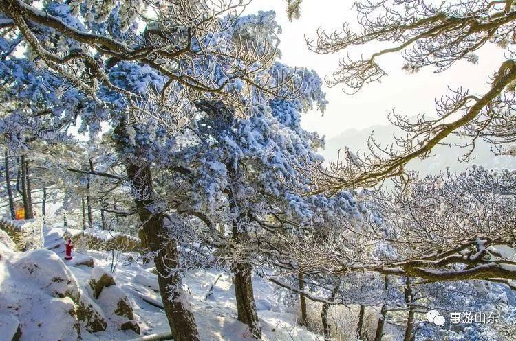 泰山银装素裹后石坞，雪松玉树赛仙境！