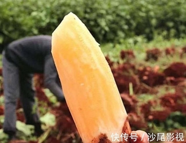 雪莲果|冬天别总吃大鱼大肉,多给家人吃“地下8宝”,补足营养过寒冬