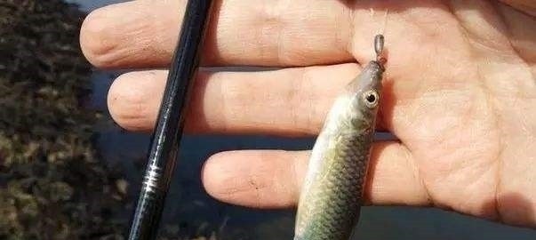 钓鱼二十年,如今才晓得,这三种鱼情的用漂“办法”,学会别外传