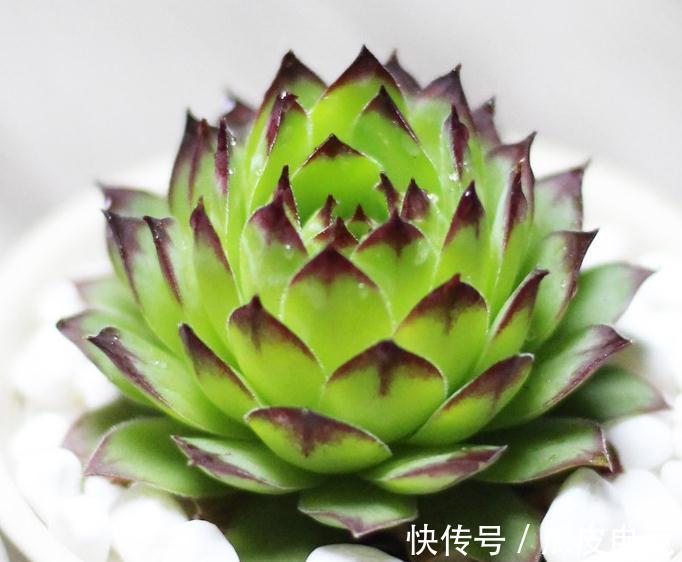 苏珊娜|观音莲这样养,不用施肥照样长满花盆