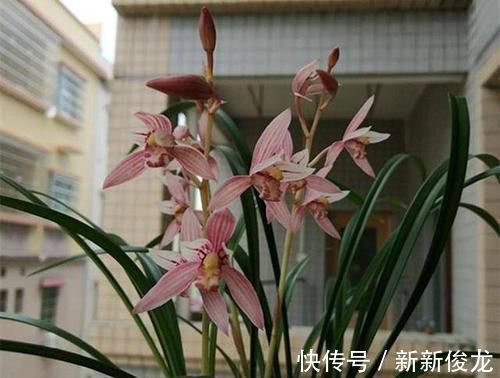 老花农养兰花，只用1种植料，易生根好栽种浇水方便