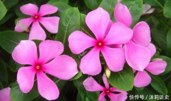 家养几款花卉,不用费心,就能长的特别好,颜值超高超美的