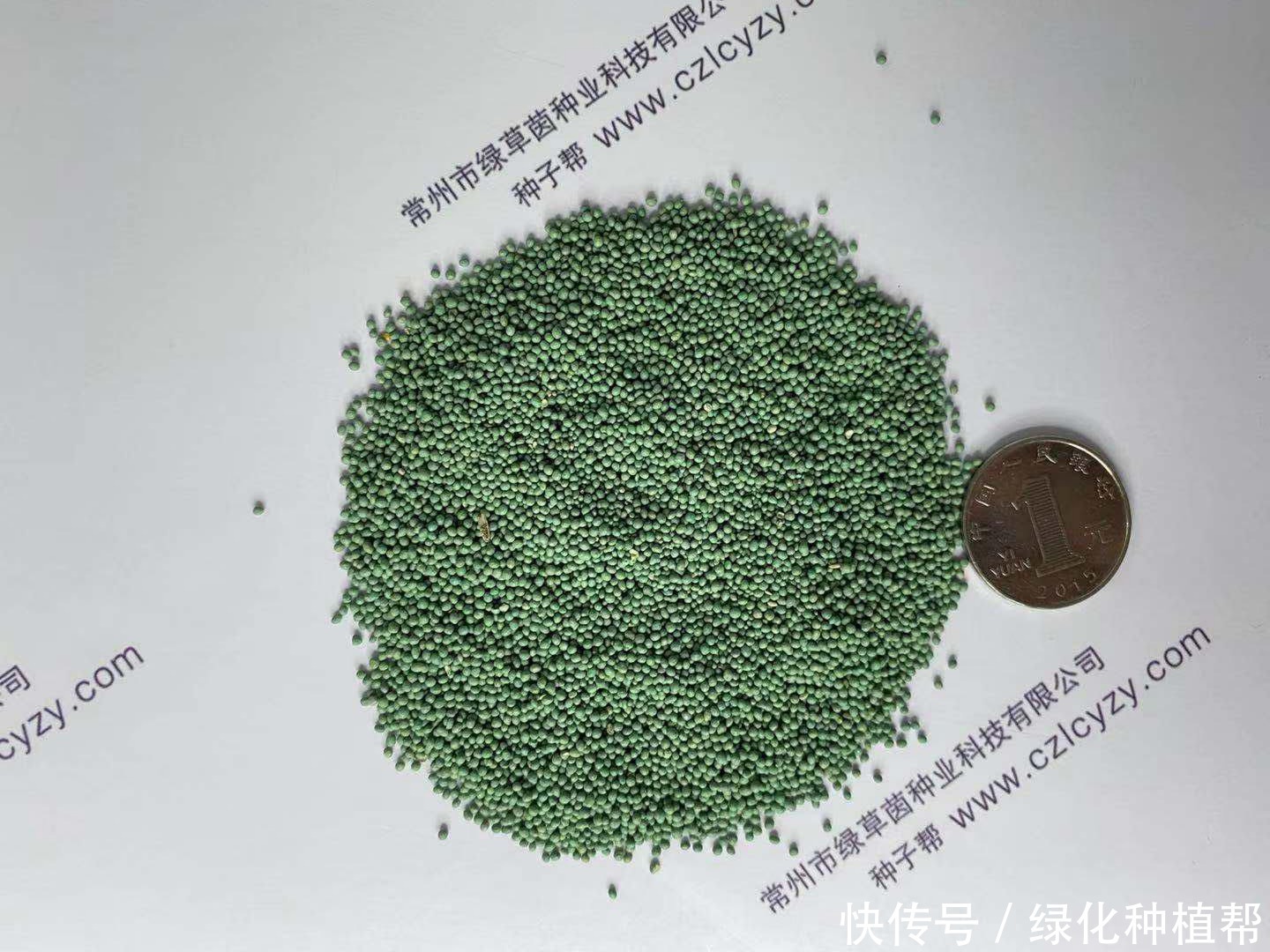 狗牙根,虽然名字另类,却有着极强的生命力