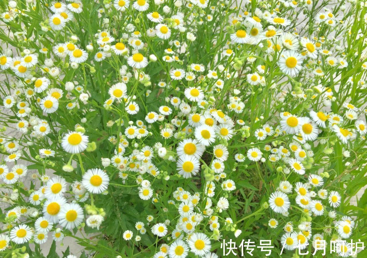 解酒草|被称之为“解酒草”的它,也是一剂肠胃病“特效药”,遇见要珍惜