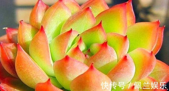 多肉女雏养护“4要点”，轻松爆盆，粉橙相间漂亮迷人