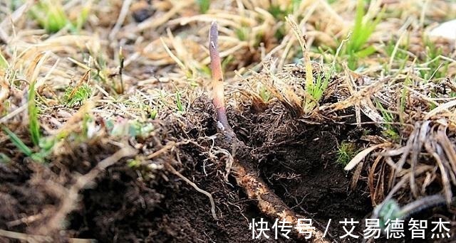 蝙蝠蛾|中药材之中有一味药,成长期漫长,价格曾高达8万元一斤