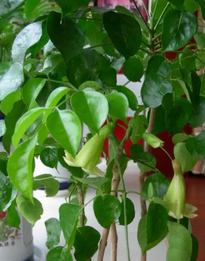 玉树|客厅见树,家业稳固,适合客厅养的8种树,大气美观,增添幸福感