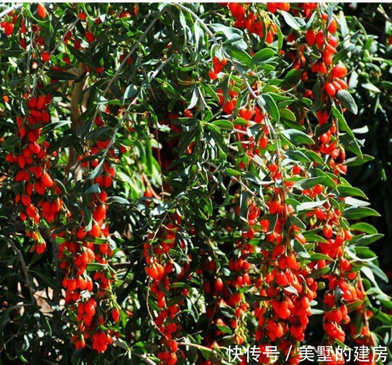 这一种盆栽,很容易“扦插成活”,株型优美,果子漂亮能吃