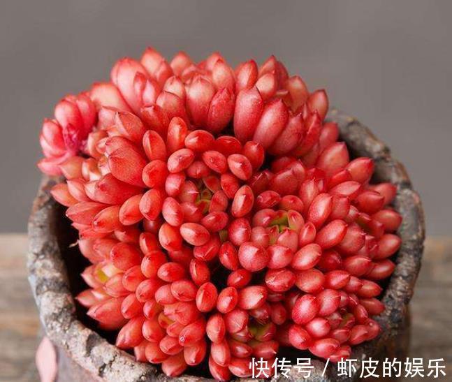 11月养多肉,2个动作“催一催”,安全过冬,颜色靓丽爱爆崽