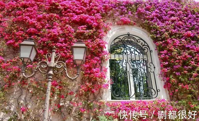 爬藤植物|花开一面墙，花落一路香，一棵爬藤植物的花海