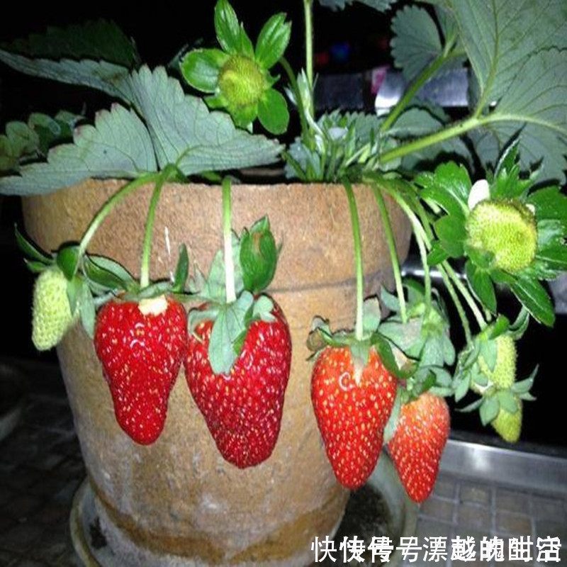 要是你家有空地，推荐这6株果苗，沾土就活，新鲜水果吃不完