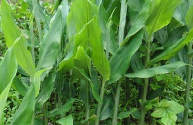 阳荷|山里人常吃舍不得卖,是糖尿病患者的福音!吃过吗