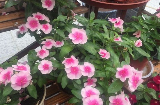 这些花卉室内不能养殖，看看你们家里有没有他的踪迹