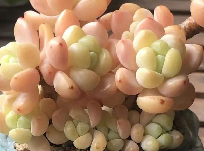 老桩|这几种多肉非常容易爆盆,不知不觉一大盆,非常有成就感