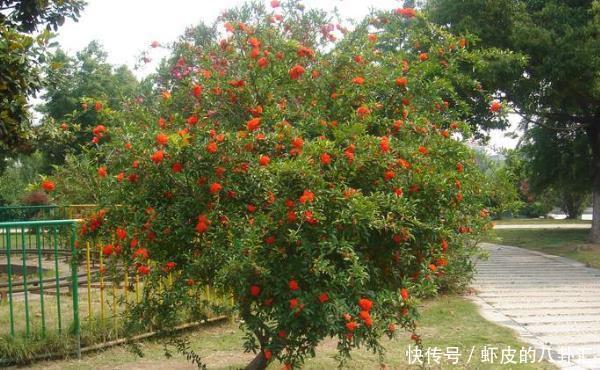 俗语“门前有三树,家兴富三代”,是指哪三树?难怪有钱人都种!