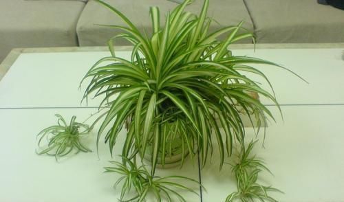 吊兰|养吊兰做好这几点，不会干尖黄叶，还能从中抽新枝