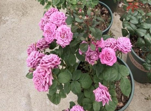 月季施肥有“讲究”,学会这“3要”,长势旺,花苞超多,花期长