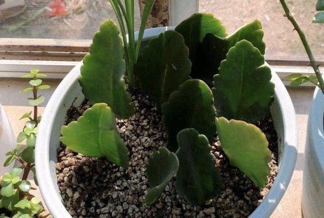 只要一片叶子就能插活的花,有3种,繁殖了一盆又一盆