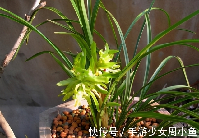 余蝴蝶|它被誉为国兰“奇花之首”,花瓣上百片,香味馥郁,简单易活